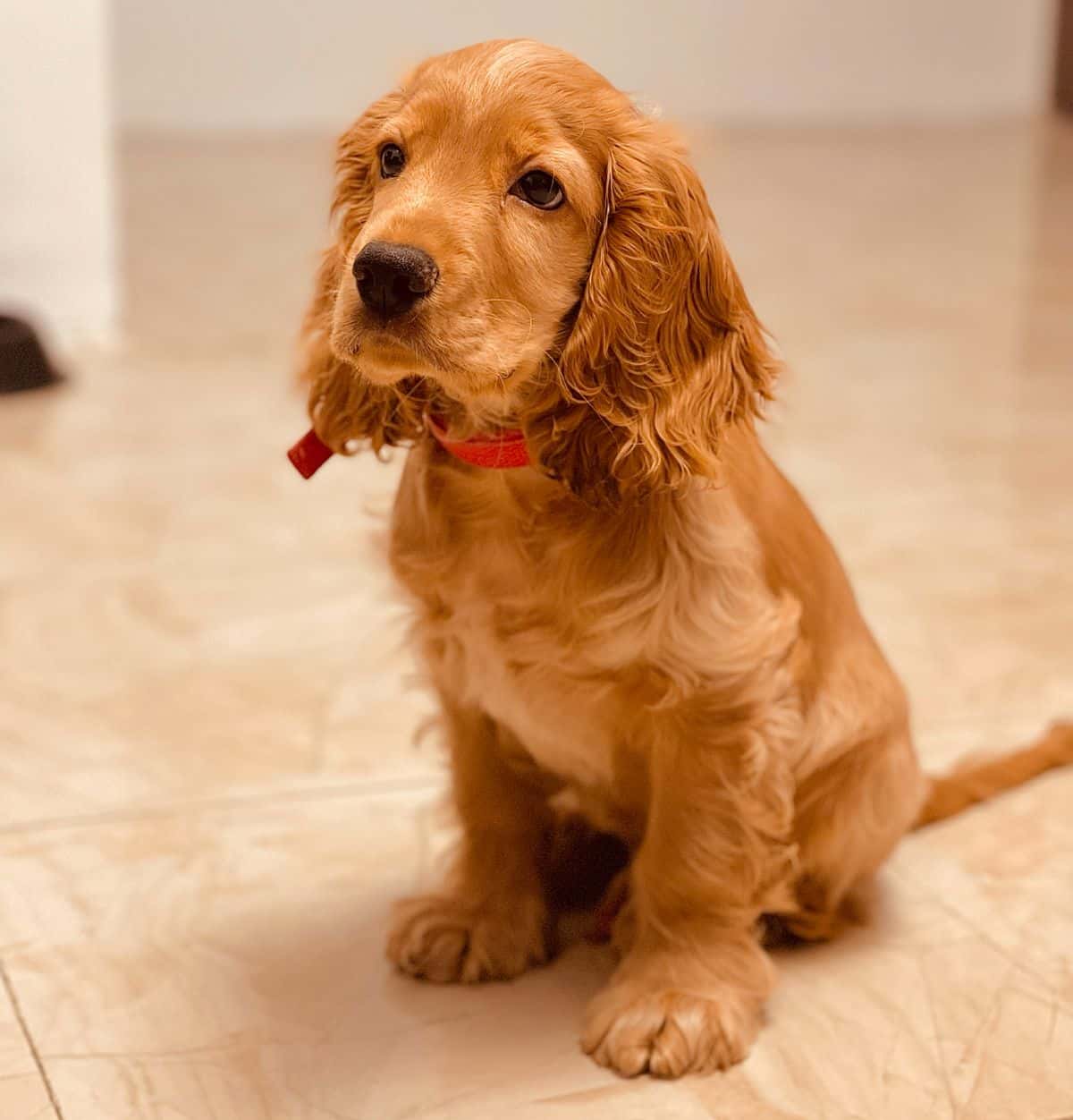 Example photo: A young golden cocker spaniel puppy with a red collar, sitting